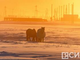 Фото дня. Якутская лошадь не боится морозов