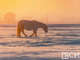 Фото дня. Якутская лошадь не боится морозов