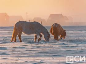 Фото дня. Якутская лошадь не боится морозов