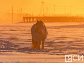 Фото дня. Якутская лошадь не боится морозов