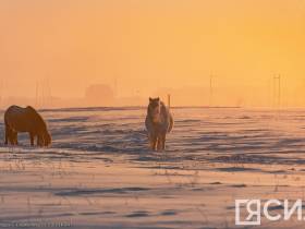 Фото дня. Якутская лошадь не боится морозов