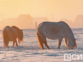 Фото дня. Якутская лошадь не боится морозов