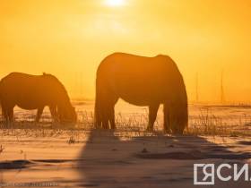 Фото дня. Якутская лошадь не боится морозов