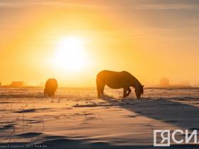 Фото дня. Якутская лошадь не боится морозов