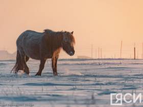 Фото дня. Якутская лошадь не боится морозов