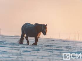 Фото дня. Якутская лошадь не боится морозов