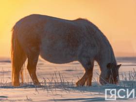 Фото дня. Якутская лошадь не боится морозов