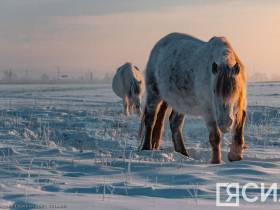 Фото дня. Якутская лошадь не боится морозов