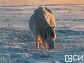 Фото дня. Якутская лошадь не боится морозов