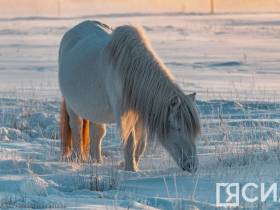 Фото дня. Якутская лошадь не боится морозов