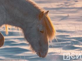 Фото дня. Якутская лошадь не боится морозов