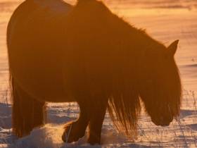 Фото дня. Якутская лошадь не боится морозов
