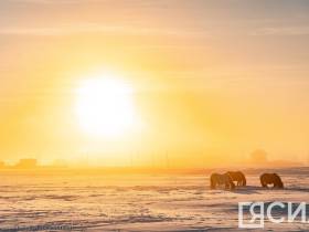 Фото дня. Якутская лошадь не боится морозов