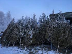 Сколько стоит новогодняя елка? Обзор крупных торговых точек Якутска