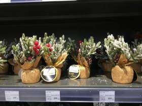 Сколько стоит новогодняя елка? Обзор крупных торговых точек Якутска