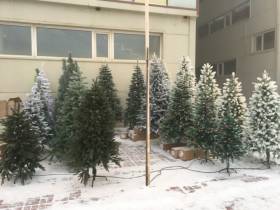 Сколько стоит новогодняя елка? Обзор крупных торговых точек Якутска