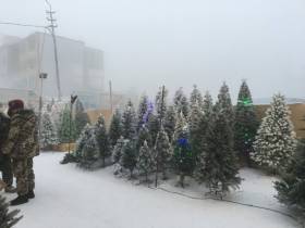 Сколько стоит новогодняя елка? Обзор крупных торговых точек Якутска