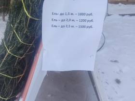 Сколько стоит новогодняя елка? Обзор крупных торговых точек Якутска