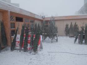 Сколько стоит новогодняя елка? Обзор крупных торговых точек Якутска