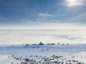 АЛРОСА подвела итоги мониторинга миграции диких северных оленей