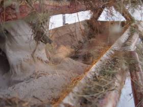 Якутское отделение Русского географического общества запустило челлендж "Помоги детям природы"