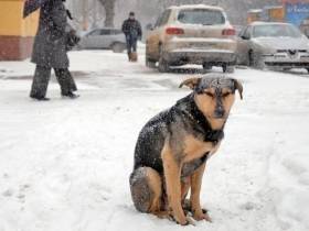 Дети столетия, поджог ковров и безнадзорные собаки. Топ-10 новостей первой недели 2022 года