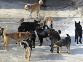Дети столетия, поджог ковров и безнадзорные собаки. Топ-10 новостей первой недели 2022 года