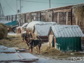 3 тысячи собак смогут содержать в пункте передержки животных на Очиченко в Якутске после расширения