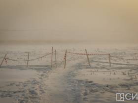 3 тысячи собак смогут содержать в пункте передержки животных на Очиченко в Якутске после расширения