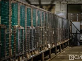 3 тысячи собак смогут содержать в пункте передержки животных на Очиченко в Якутске после расширения