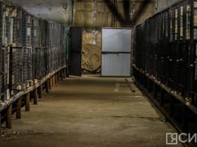 3 тысячи собак смогут содержать в пункте передержки животных на Очиченко в Якутске после расширения