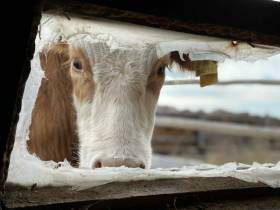 Агротуризм: Отдых и труд в якутской деревне