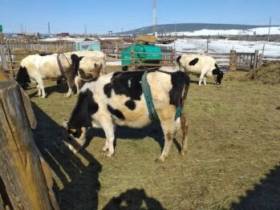 Федор Чердонов: Каким был 2021 год для аграриев Олекминского района Якутии