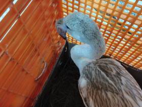 Фламинго Гришу отправили самолетом из Якутска в Красноярск