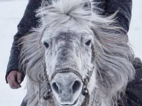 Фото дня. Труд якутских табунщиков глазами фотографа Галины Давыдовой