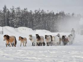 Фото дня. Труд якутских табунщиков глазами фотографа Галины Давыдовой