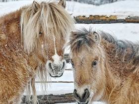 Фото дня. Труд якутских табунщиков глазами фотографа Галины Давыдовой