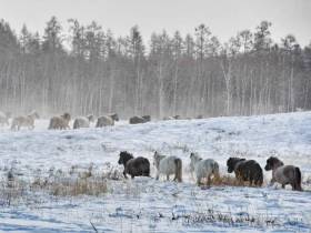 Фото дня. Труд якутских табунщиков глазами фотографа Галины Давыдовой