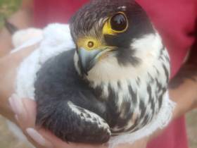 Будешь Гришей. Истории о том, как якутяне спасали животных в 2021 году