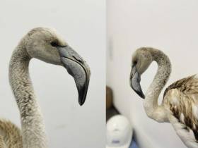 Будешь Гришей. Истории о том, как якутяне спасали животных в 2021 году