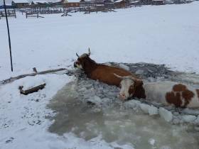 Будешь Гришей. Истории о том, как якутяне спасали животных в 2021 году