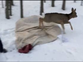 Будешь Гришей. Истории о том, как якутяне спасали животных в 2021 году