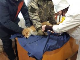 Будешь Гришей. Истории о том, как якутяне спасали животных в 2021 году