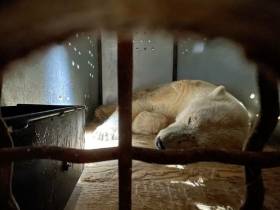 Будешь Гришей. Истории о том, как якутяне спасали животных в 2021 году