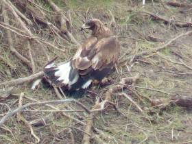 Будешь Гришей. Истории о том, как якутяне спасали животных в 2021 году