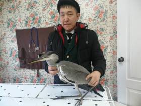 Будешь Гришей. Истории о том, как якутяне спасали животных в 2021 году