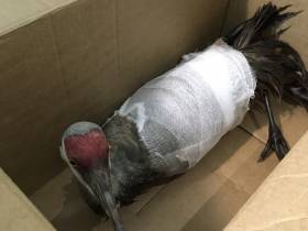 Будешь Гришей. Истории о том, как якутяне спасали животных в 2021 году