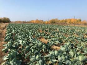 Фермер Сергей Латышев: Начинать что-то новое всегда сложно