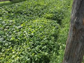 Фермер Сергей Латышев: Начинать что-то новое всегда сложно