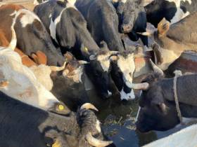 Фермер Сергей Латышев: Начинать что-то новое всегда сложно